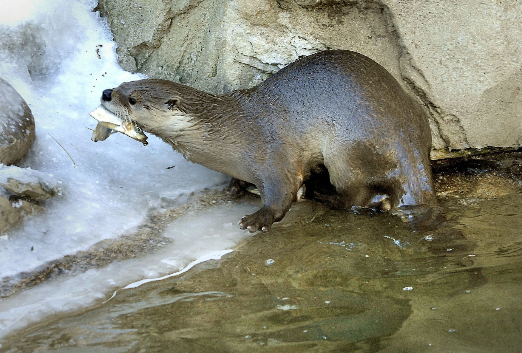 River Otter